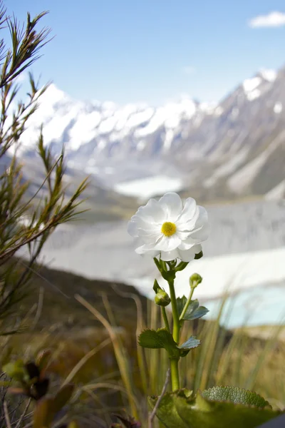 stock image Mount Cook Lily