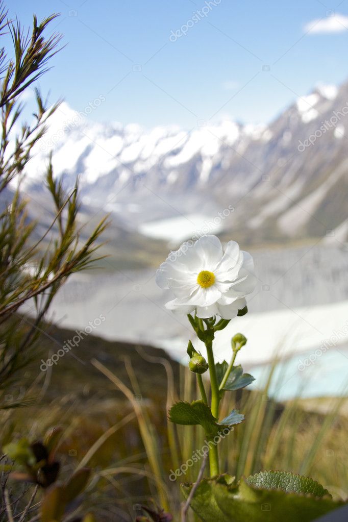 Mount Cook Lily