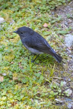 Toutouwai - Bush Robin