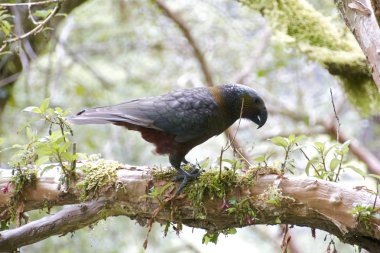 New Zealand Kaka clipart