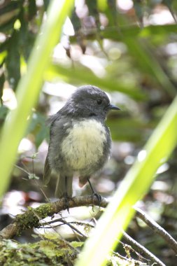 Toutouwai - Bush Robin