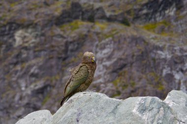 Kea - Alp papağan