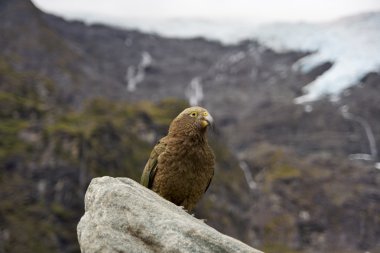 Kea - Alp papağan