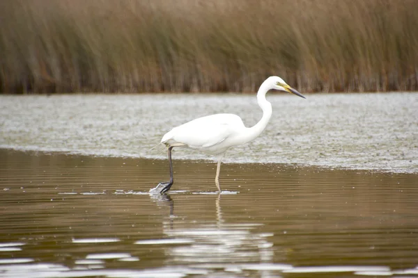 stock image Kotuku - White heron