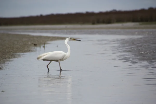 stock image Kotuku - White heron