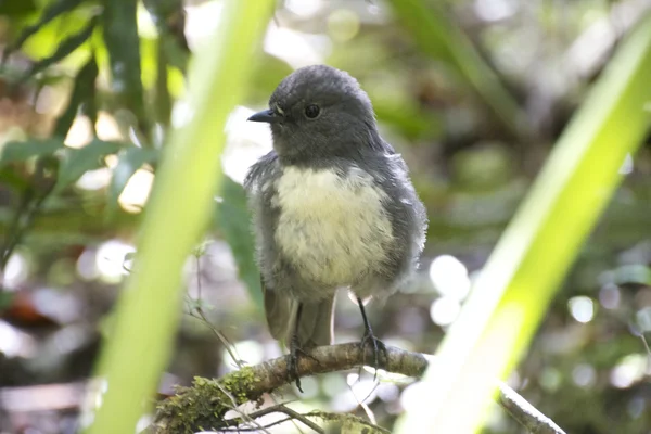 Toutouwai - Bush Robin