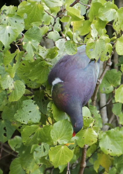 Kereru