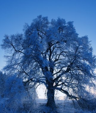 Snowy tree clipart