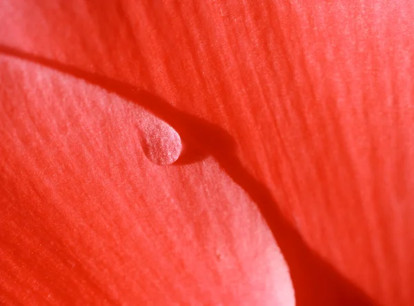 Abstraktní červená květina — Stock fotografie