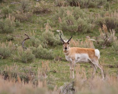 Pronghorn