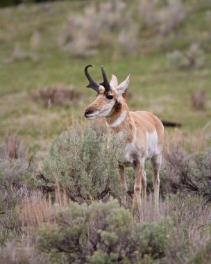 Pronghorn