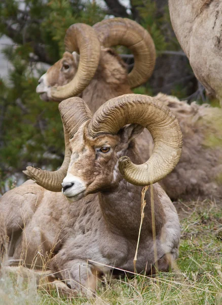 Овцы Бигхорн — стоковое фото
