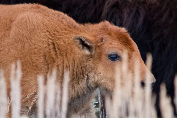 Bezerro de bisão — Fotografia de Stock