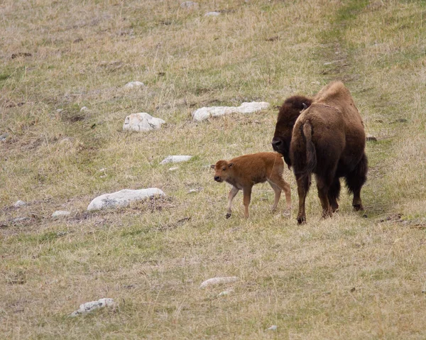 Bison kalv — Stockfoto