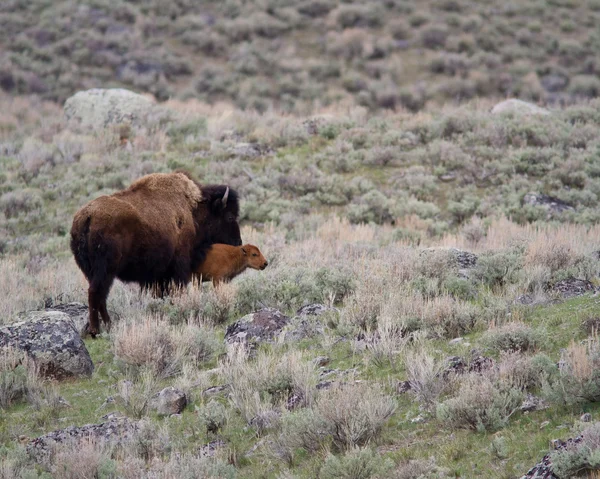 Ternero de bisonte —  Fotos de Stock