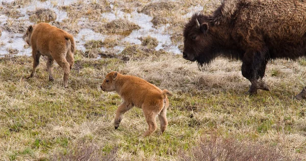Becerros de bisonte —  Fotos de Stock