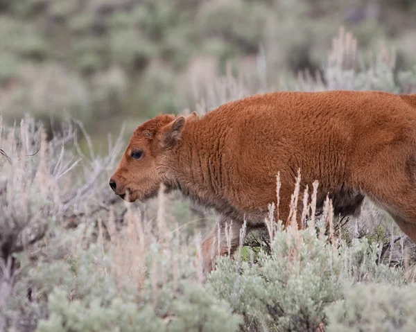 Ternero de bisonte —  Fotos de Stock