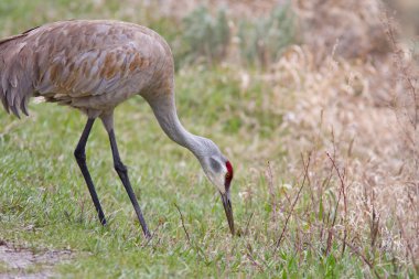 Sandhill Crane