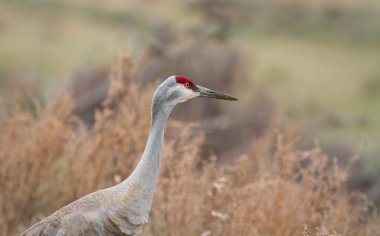 Sandhill Crane