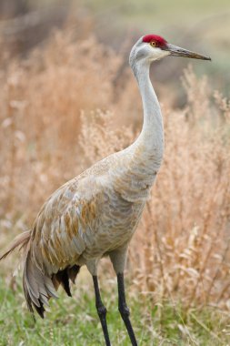 Sandhill Crane