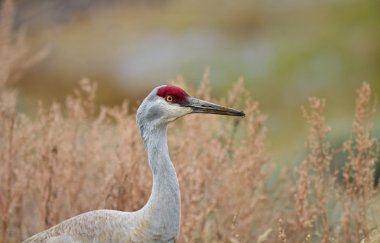 Sandhill Crane