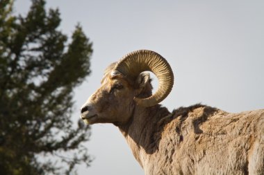 Bighorn koyun ram