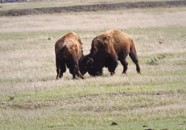 Juego de bisonte Lucha —  Fotos de Stock