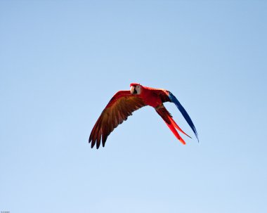 Macaw Flying clipart