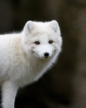 Arctic Fox clipart