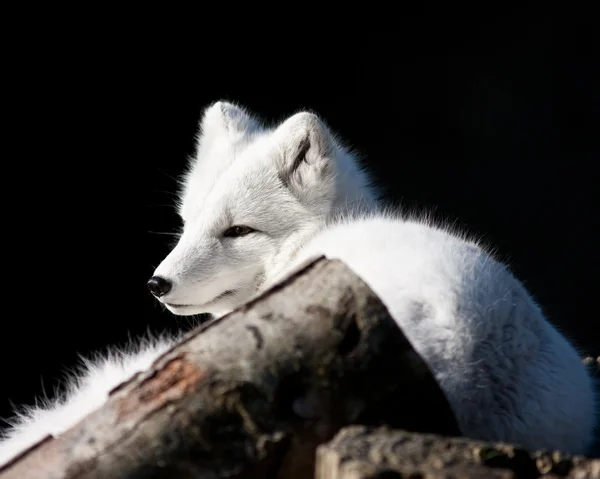 北极狐狸 — 图库照片