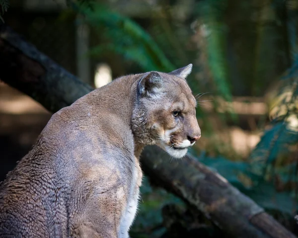 Cougar. — Fotografia de Stock