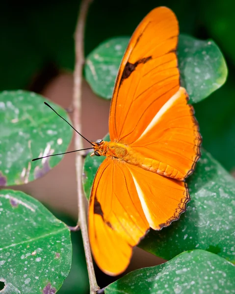 Orange Julia Butterfly — Stock Photo, Image