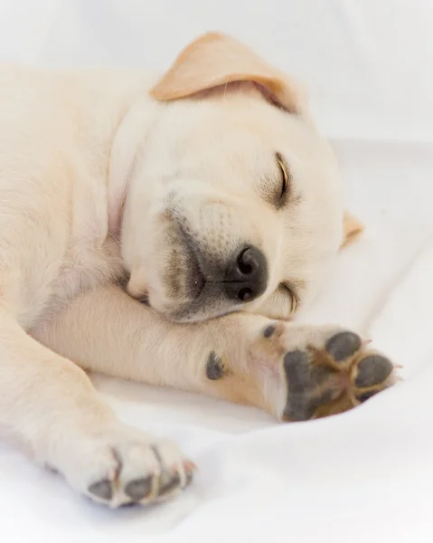 stock image Labrador Puppy