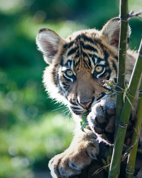 Cucciolo di tigre — Foto Stock