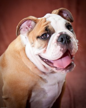 Bulldog yavrusu