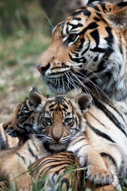 Tiger Cubs clipart