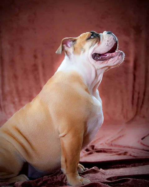 Bulldog kiskutya — Stock Fotó