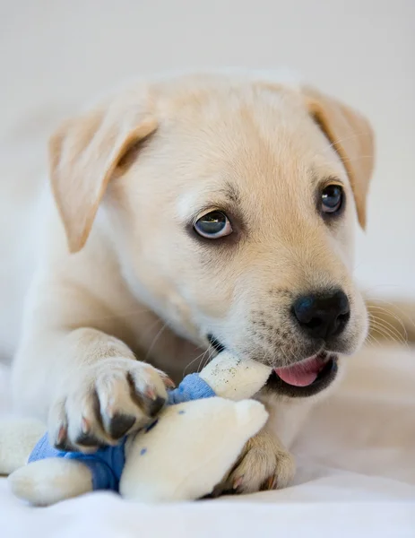 Labrador Puppy — Stock Photo, Image