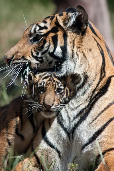 I cuccioli di tigre — Foto Stock