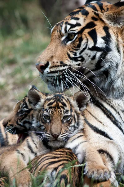 Кубики тигра — стоковое фото