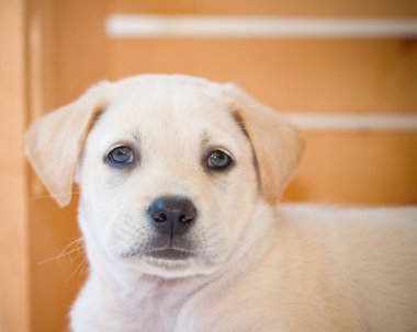 Labrador yavrusu