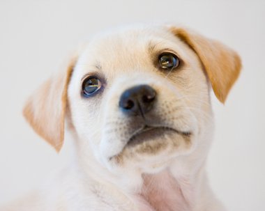 Labrador yavrusu