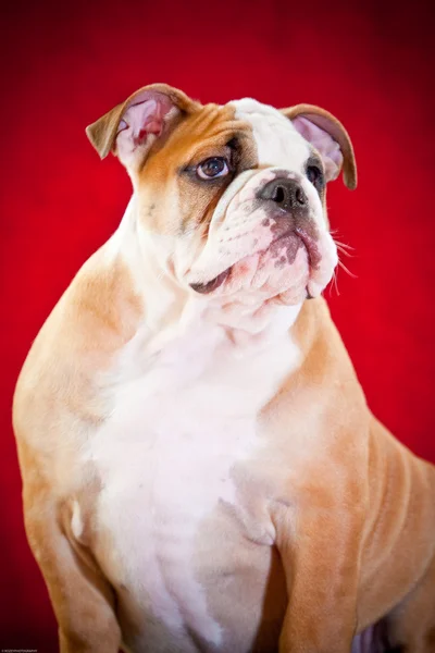Bulldog puppy — Stockfoto