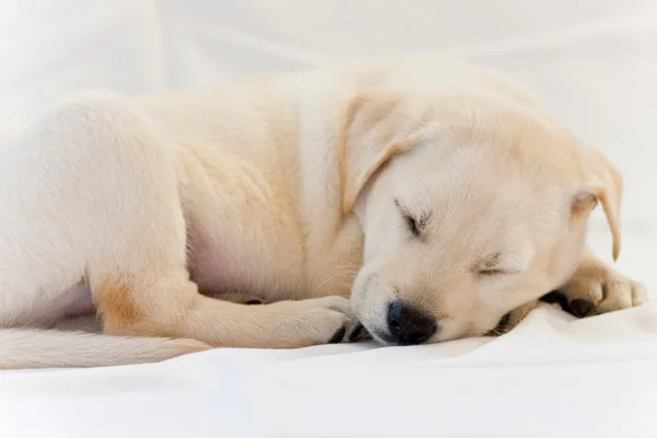 ลูกสุนัข Labrador — ภาพถ่ายสต็อก