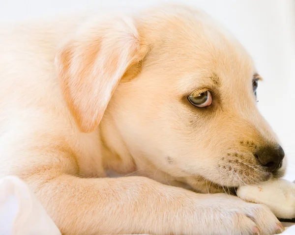 Labrador puppy — Stockfoto