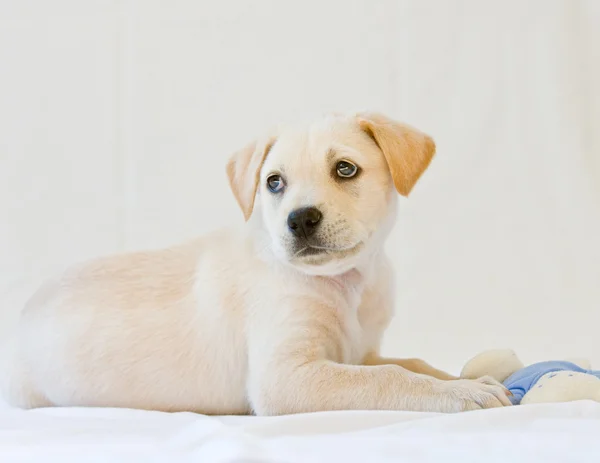 Labrador yavrusu — Stok fotoğraf