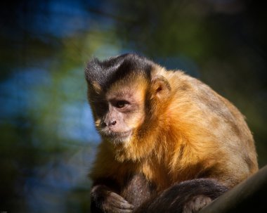 capuchin maymunu