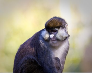 Schmidt'in nokta burunlu guenon