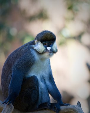 Schmidt'in nokta burunlu guenon