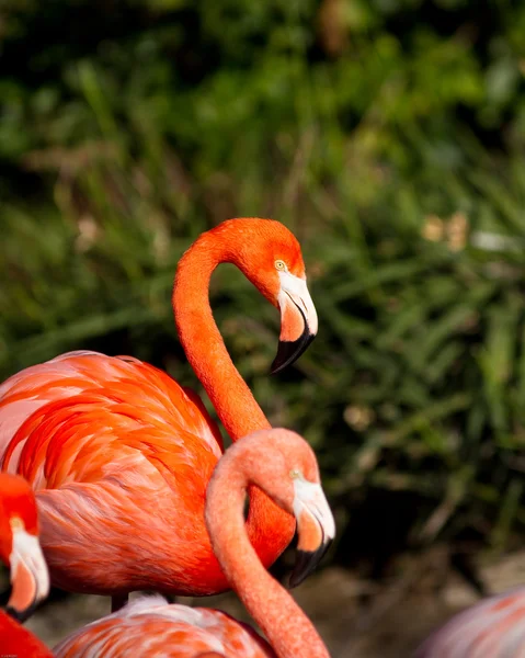 Pink Flamingo Stock Photo by ©goinyk 62213311